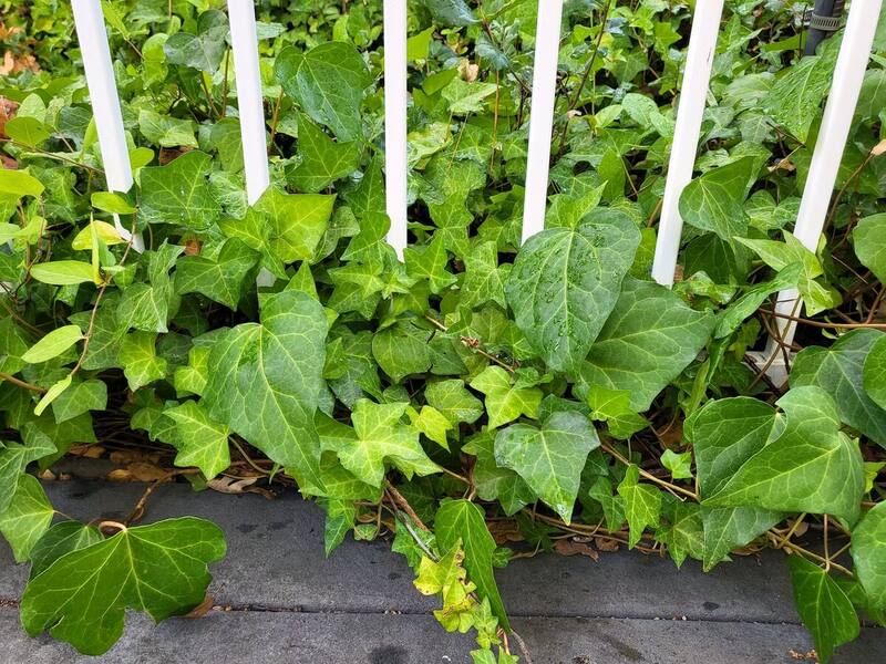 Rain-washed ivy growing green and unhurried through a white fence